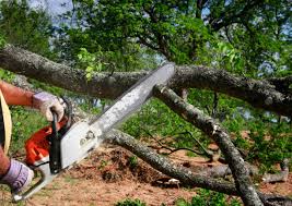 Professional Tree Services in Silver Lake, FL